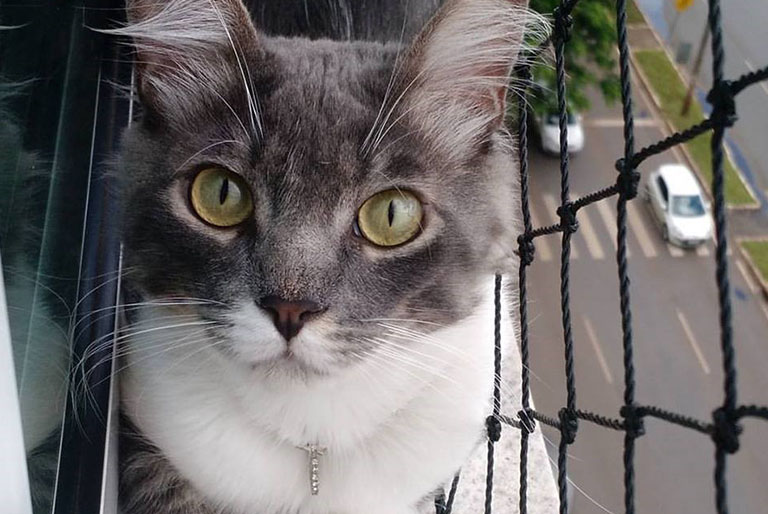 REDE DE PROTEÇÃO  PARA GATOS